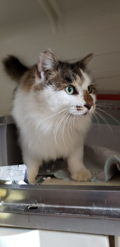 桜耳カットの慣れ慣れ長毛４才男子