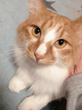 美しい長毛でとっても穏やかな子です