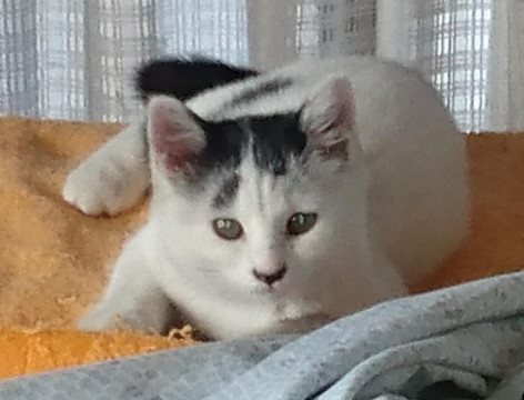 おとなしい女の子です