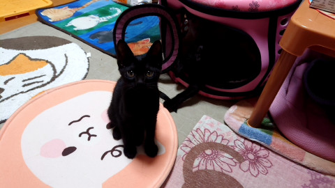おちゃめな女の子黒猫Ｉちゃん
