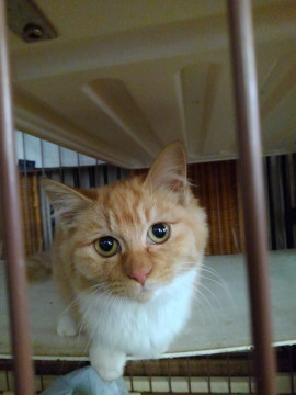 人が大好き姉弟の女の子