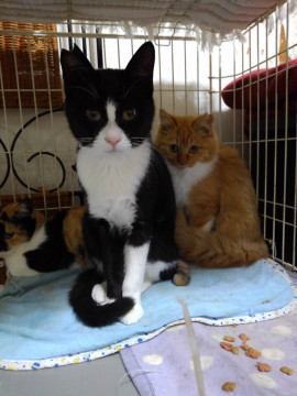 弟のハチワレくん