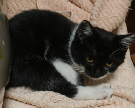 人懐こくてあまえんぼの男の子です