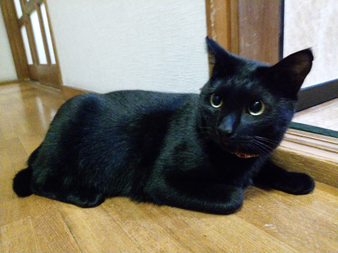 優しくて穏やかで甘ったれな黒猫デビ君