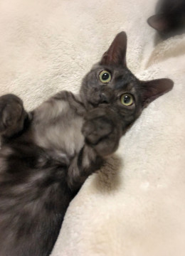 のんきな男の子