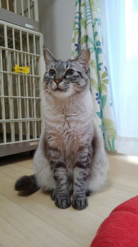 仲良しバディで里子に出ました♪※尿路結石