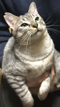 可愛い　ぷっくりぼうや(о´∀`о)