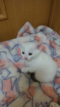 めんこい5匹兄妹ちゃん