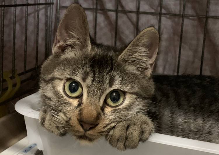 北海道】まあるいお顔 - 猫の里親募集 - ネコジルシ