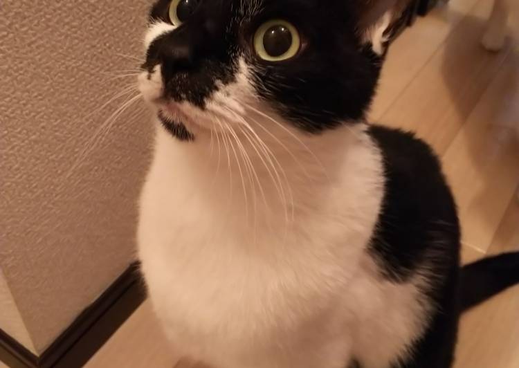 愛知県の猫の里親募集 豊田市 ネコジルシ 愛知県の猫の里親募集 豊田市 ネコジルシ