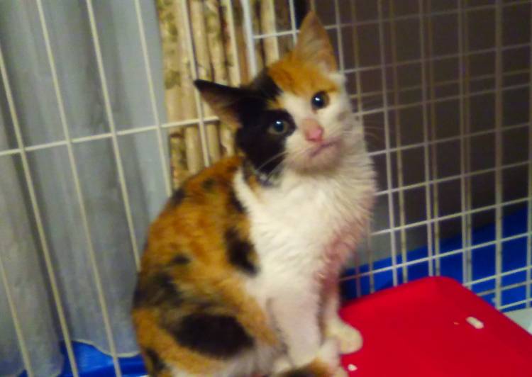 滋賀県 三毛ちゃん 猫の里親募集 ネコジルシ