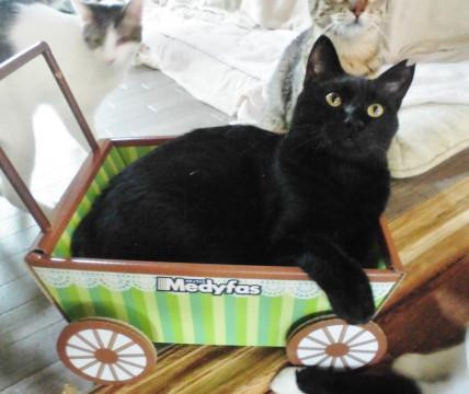 兄貴は甘えん坊★永遠の子猫