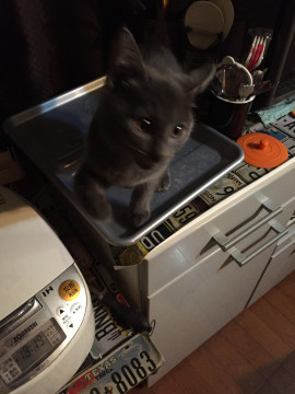 珍しいシルバーグレー