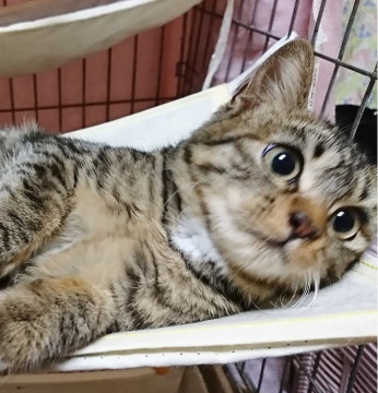 生後3ヶ月半★キジ白の女の子