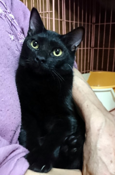 生後5か月半★黒猫の男の子