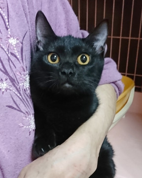 生後5ヶ月半★黒猫の女の子