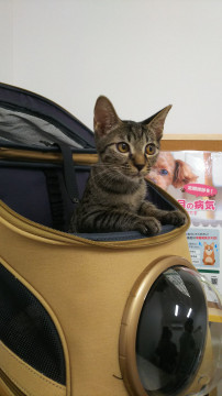 好奇心旺盛！元気な甘えん坊キジ猫君です！