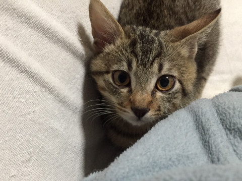 甘えん坊のキジトラ子猫