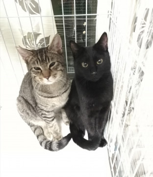 7ヵ月の黒猫女の子【ランプ】