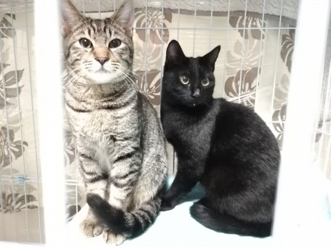 7ヵ月のキジトラ男の子【レイ】