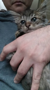 長毛種のキジトラ