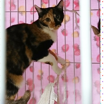 生後6ヶ月の三毛猫★姉妹猫①