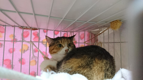 生後6ヶ月の三毛猫★姉妹猫②