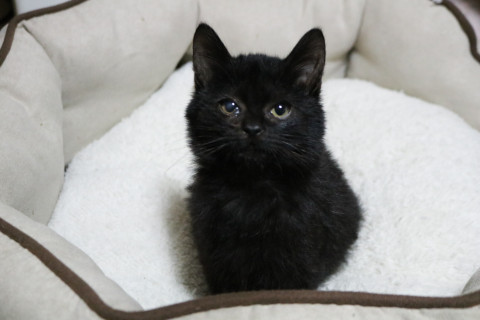 美人黒猫シスターズ　トライアル中