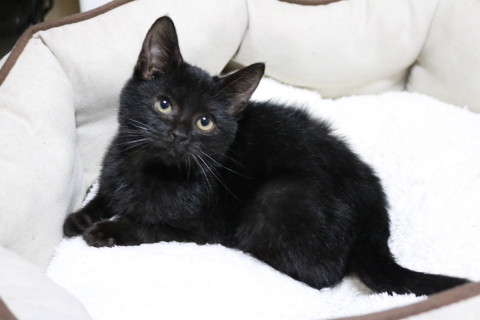 美人黒猫シスターズ　トライアル中