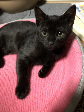 かわいい黒猫の女の子里親様募集