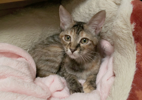 賢く可愛い甘えん坊さん！