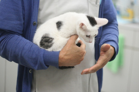 病院保護の子猫（白キジ♂2、黒♂、黒白♀