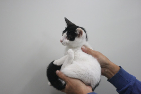 病院保護の子猫（白キジ♂2、黒♂、黒白♀