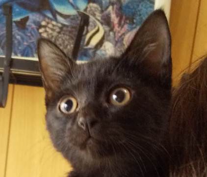 黒猫★星ちゃん　ものすごい鍵しっぽ！！