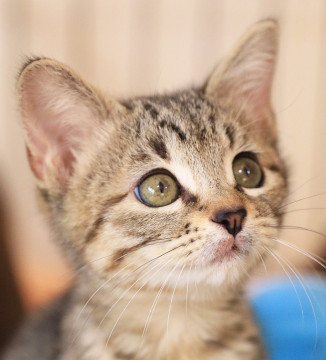 歴代No.1かわいさ炸裂のキジトラ天使♡