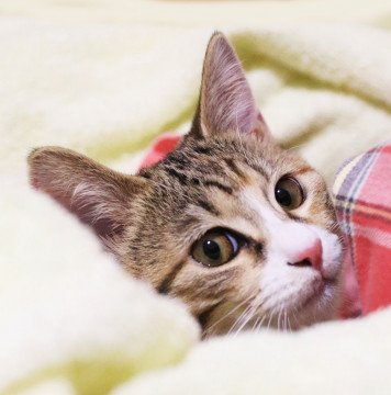 抱っこでゴロゴロが止まらない♡美形の三毛