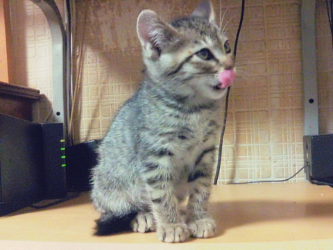 育児放棄で保護しました。里親様募集です。