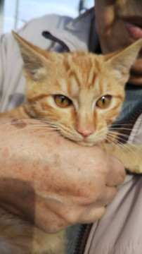 推定4ヶ月茶トラ君