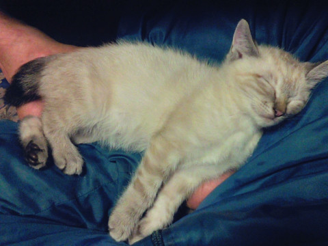 シャム系の優しい女の子です。