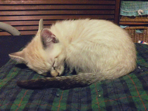 シャム系の元気な男の子です。