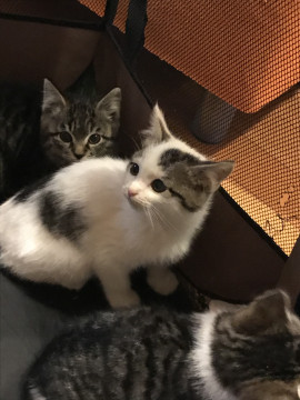 ３兄弟キジシロ男の子