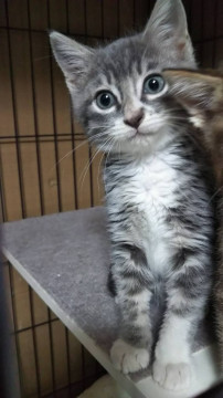 懐っこい男の子