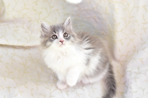 可愛いふわふわ長毛ちゃん家族募集
