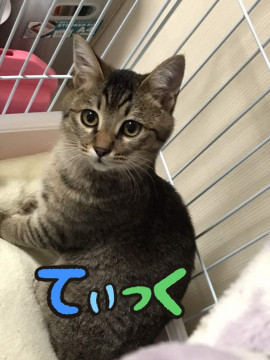 仲間しキジトラ兄弟