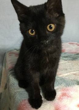 猫]岡山県の里親募集 ☆まんまるお目目の可愛い黒猫女子☆
