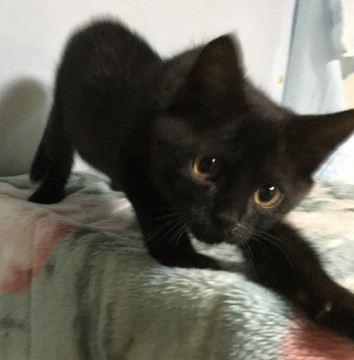 猫]岡山県の里親募集 ☆まんまるお目目の可愛い黒猫女子☆