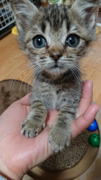 可愛いキジ