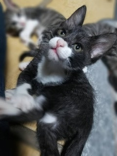 優しい黒白ちゃん