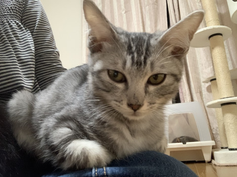 膝乗り猫さん