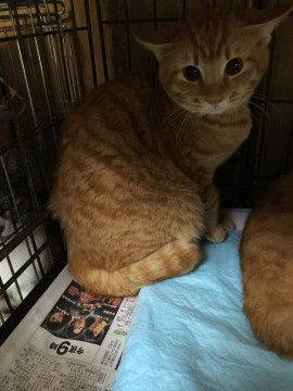 イカ耳でも可愛らしい茶トラ男の子